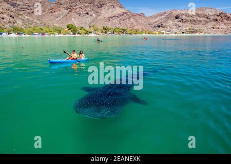 Un jeune requin-baleine (Rhincodon typus), près d'un kayakiste à Bahia Coyote, baie de conception, Baja California sur, Mexique, Amérique du Nord Banque D'Images