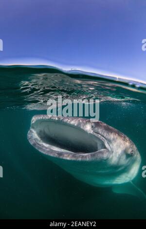 Le jeune requin-baleine (Rhincodon typus), qui se nourrit près de la surface à El Mogote, Baja California sur, Mexique, Amérique du Nord Banque D'Images