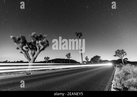 Joshua Tree (Yucca brevifolia), la nuit dans le parc national de Joshua Tree, désert de Mojave, Californie, États-Unis d'Amérique, Amérique du Nord Banque D'Images