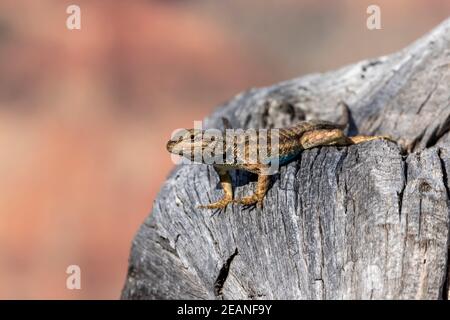 Lizard de clôture de plateau mâle adulte (Sceloporus tristichus), rive nord du parc national du Grand Canyon, Arizona, États-Unis d'Amérique, Amérique du Nord Banque D'Images