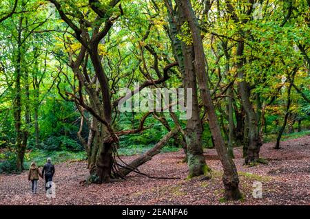 Bois de hêtre en automne, piétons marchant à travers les arbres, Hampstead Heath, Londres, Angleterre, Royaume-Uni, Europe Banque D'Images