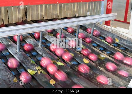 Mouvement flou des pommes circulant sur la courroie transporteuse après le lavage, Valtellina, province de Sondrio, Lombardie, Italie, Europe Banque D'Images