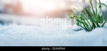 Vue panoramique sur les fleurs de printemps dans le parc Banque D'Images