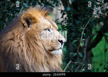 Lion sud-ouest africain ou lion Katanga Banque D'Images