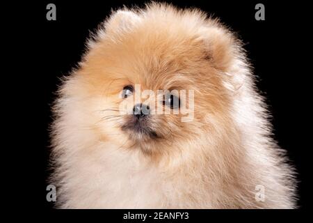 Studio portrait d'un beau Pomeranian sur fond noir. Banque D'Images