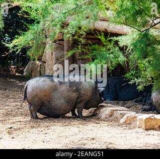 Cochon noir gras au zoo en France Banque D'Images