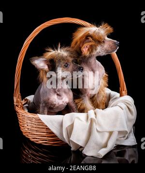 Deux chiens chinois à crête assis tranquillement dans un panier en osier sur fond noir. Banque D'Images