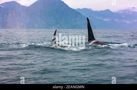 La paire de épaulards temporaires traverse les eaux Banque D'Images