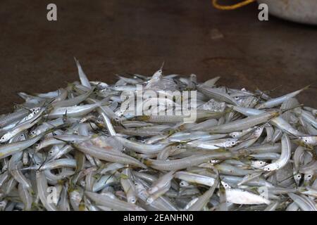 énorme bouquet de poisson à aiguille vente moitié de poisson de bec sal ein marché indien du poisson Banque D'Images