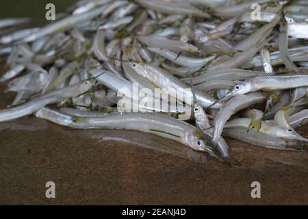 énorme bouquet de poisson à aiguille vente moitié de poisson de bec sal ein marché indien du poisson Banque D'Images