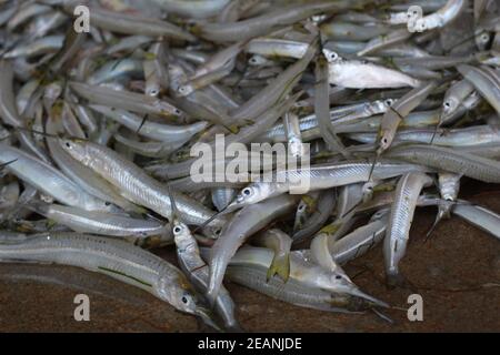 énorme bouquet de poisson à aiguille vente moitié de poisson de bec sal ein marché indien du poisson Banque D'Images