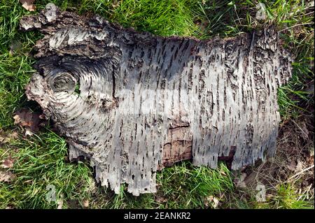 Bark en décomposition, posé à plat sur un peu d'herbe, dans le parc du palais de Beckenham, Lewisham Banque D'Images