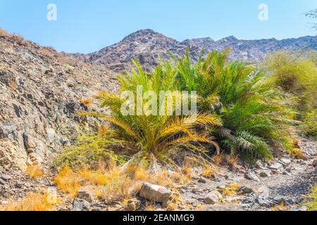 Nature en Oman entourant le célèbre sentier de randonnée c38 à Muttrah, Muscat, Oman. Banque D'Images