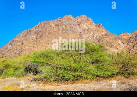 Nature en Oman entourant le célèbre sentier de randonnée c38 à Muttrah, Muscat, Oman. Banque D'Images