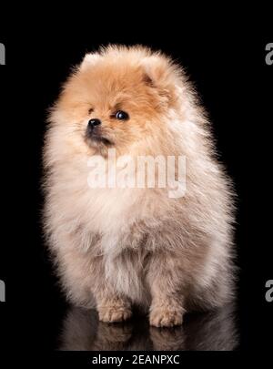 Portrait d'un Spitz Pomeranien assis sur fond noir. Banque D'Images