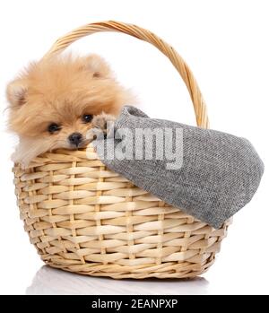 Poméranie Spitz dans un panier en osier isolé sur fond blanc. Banque D'Images