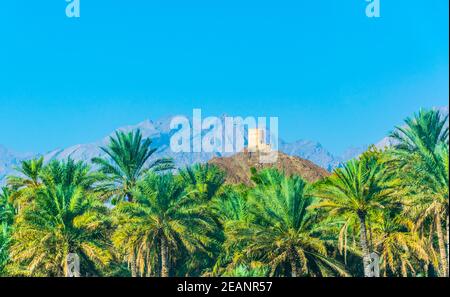 Vue sur une tour d'observation dans la région de nizwa perchée sur une colline et entourée d'une oasis luxuriante pleine de palmiers, oman. Banque D'Images