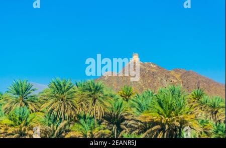 Vue sur une tour d'observation dans la région de nizwa perchée sur une colline et entourée d'une oasis luxuriante pleine de palmiers, oman. Banque D'Images