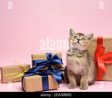 Le joli chaton écossais doré chinchilla race droite se trouve sur un fond rose et boîtes avec cadeaux Banque D'Images