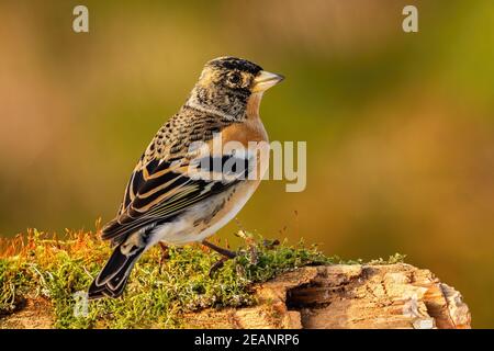 Brambling mâle assis sur une branche recouverte de mousse verte en automne nature Banque D'Images