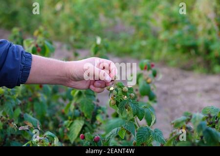 Mains cueillant la framboise douce. Récolte de baies en automne, travailleur saisonnier travaillant sur la plantation de framboises.