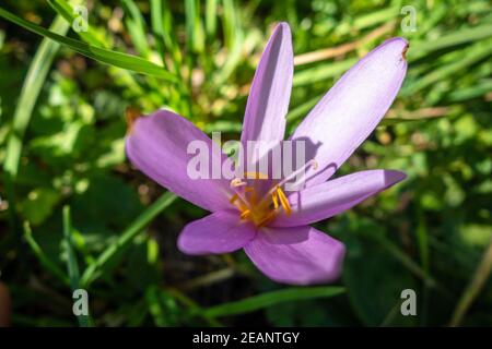 Colchicum alpinum fleurs sauvages dans le Parc national de la Vanoise, France Banque D'Images