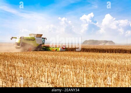 la récolteuse récolte le grain mûr dans le champ Banque D'Images