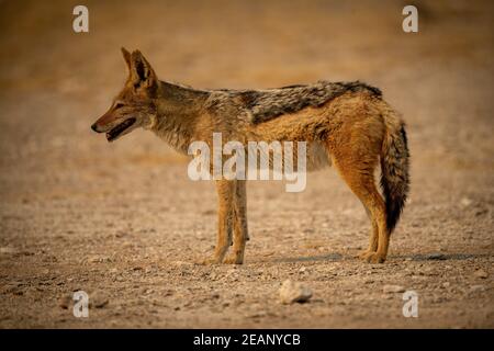 Le jackal à dos noir repose sur du gravier de profil Banque D'Images