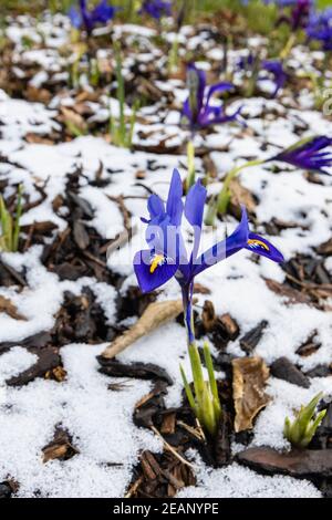 Le petit Iris reticulata 'Harmony' bleu royal pousse dans la neige à RHS Garden, Wisley, Surrey, en hiver Banque D'Images