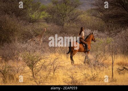 Brunette à cheval montres jeune girafe du sud Banque D'Images