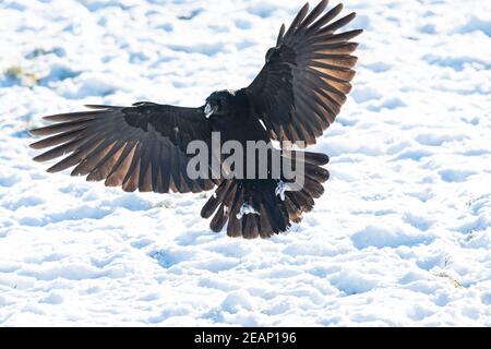 Gartness, Stirling, Écosse, Royaume-Uni. 10 février 2021. Météo au Royaume-Uni - un corbeau avec des bec et des griffes enneigés, atterrissage dans un champ à la recherche de vers et de vers crédit: Kay Roxby/Alamy Live News Banque D'Images