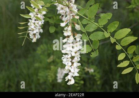 Acacia fleurs raisin blanc Banque D'Images