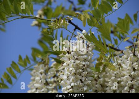 Acacia fleurs raisin blanc Banque D'Images