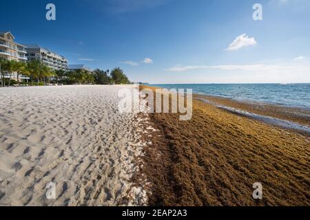 Algues brunes Sargassum (classe Phaeophyceae) dans les Caraïbes Cayman Islands,Grand Cayman,Seven Mile Beach,littoral. Causant des problèmes environnementaux Banque D'Images