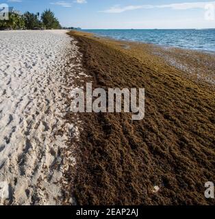 Algues brunes Sargassum (classe Phaeophyceae) dans les Caraïbes Cayman Islands,Grand Cayman,Seven Mile Beach,littoral. Causant des problèmes environnementaux Banque D'Images