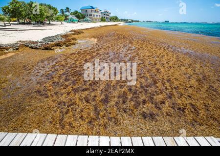 Algues brunes Sargassum (classe Phaeophyceae) dans les Caraïbes Cayman Islands,Grand Cayman,Seven Mile Beach,littoral. Causant des problèmes environnementaux Banque D'Images