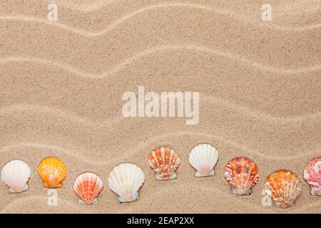 La coquille jaune se trouve sur le sable Banque D'Images