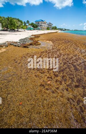 Algues brunes Sargassum (classe Phaeophyceae) dans les Caraïbes Cayman Islands,Grand Cayman,Seven Mile Beach,littoral. Causant des problèmes environnementaux Banque D'Images