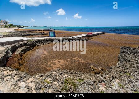 Algues brunes Sargassum (classe Phaeophyceae) dans les Caraïbes Cayman Islands,Grand Cayman,Seven Mile Beach,littoral. Causant des problèmes environnementaux Banque D'Images