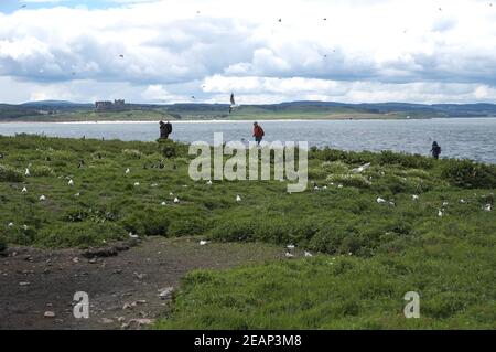 Observation des oiseaux sur les îles Farne, avec le château de Bamburgh sur la côte de Northumberland en arrière-plan, Angleterre, Royaume-Uni Banque D'Images