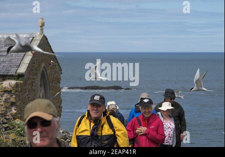 Les touristes arrivant sur la Farne intérieure et étant pris par les sternes arctiques (Sterna paradisaea), les îles Farne, Nothdelors, Angleterre, Royaume-Uni. Banque D'Images