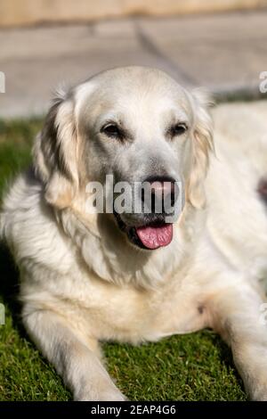Belle golden retriever on Green grass in garden Banque D'Images