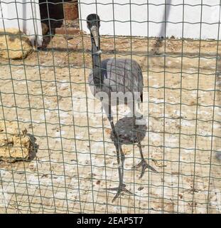 Grue dans une cage. Le contenu des grues dans la volière Banque D'Images