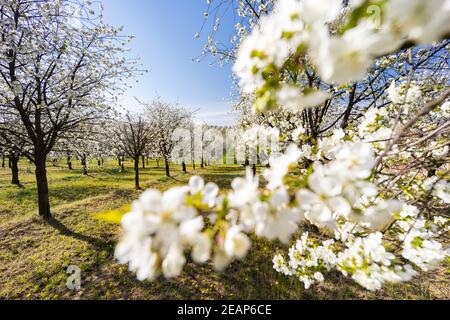 Verger à fleurs près de Cejkovice, Moravie du Sud, République tchèque Banque D'Images