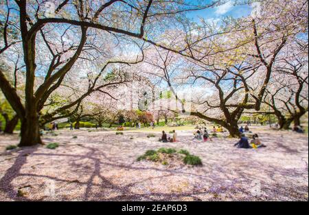 Tokyo, Japon les Japonais ont la fête, pique-niquez sous les sakura en pleine floraison au printemps au parc Ueno, Hanami la fête des cerisiers en fleurs Banque D'Images