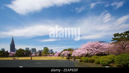 Tokyo, Japon les Japonais ont la fête, pique-niquez sous les sakura en pleine floraison au printemps au parc Ueno, Hanami la fête des cerisiers en fleurs Banque D'Images