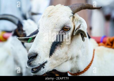 Marché de la chèvre à Nizwa Banque D'Images