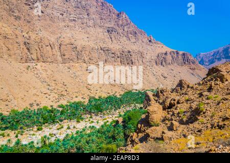 Palmiers dans le wadi tiwi avec une falaise abrupte en arrière-plan en Oman. Banque D'Images