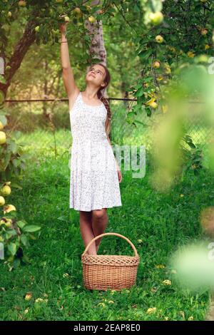 Une adolescente vêtue d'une robe blanche recueille les pommes mûres dans le panier de paille du jardin d'été. Récolte des pommes à la campagne Banque D'Images