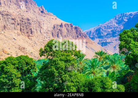 Palmiers dans le wadi tiwi avec une falaise abrupte en arrière-plan en Oman. Banque D'Images